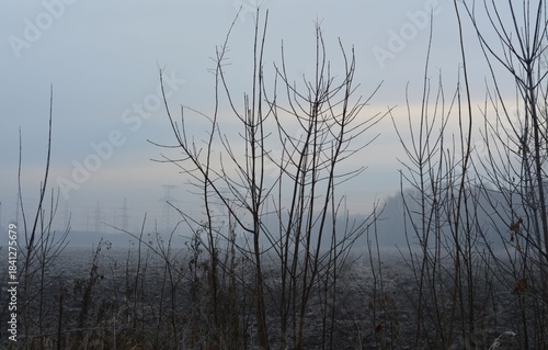 Trees without leaves and snow in winter, high-voltage power lines in the fog in the distance