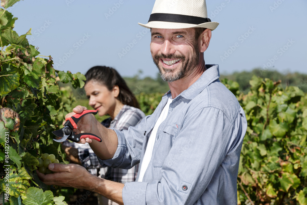 Fototapeta premium winegrower couple harvesting grapes in vineyard to make wine