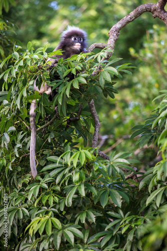 Photography Young dusky leaf monkey (Trachypithecus obscurus) perched in a tree in Thailand, watching its surroundings amid lush tropical vegetation