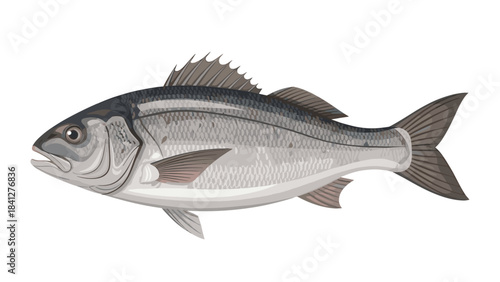 A detailed illustration of a bluefish isolated on white background with fins and scales