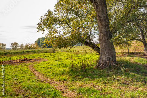 A tree stands in the foreground of a landscape in the floodplains of a Dutch river. A fence and a dike are visible in the background. The photo was taken on a cloudy autumn day.