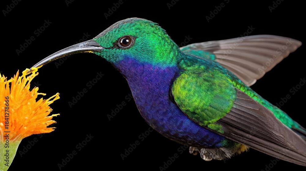 Naklejka premium Colorful Hummingbird Hovering Near Vibrant Flower on Dark Background