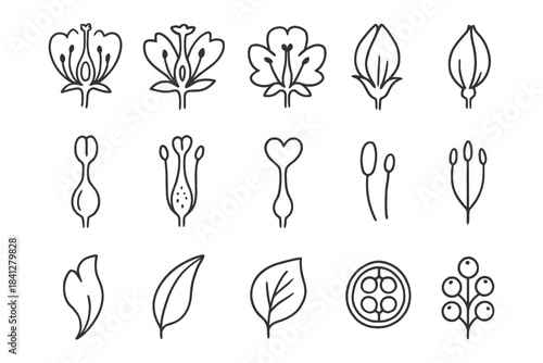 Floral line art set with petals leaves buds various flower outlines.