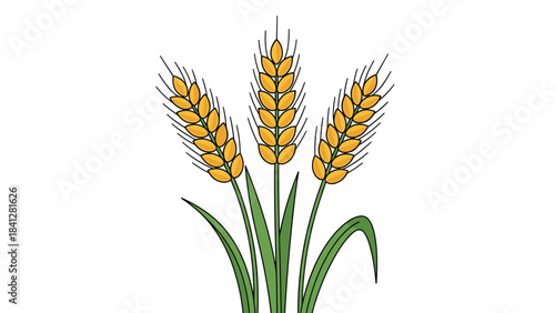 A vibrant illustration of three wheat stalks with green leaves and yellow grains on a pure white background
