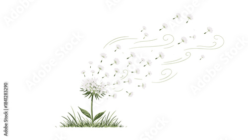 A dandelion flower dispersing seeds in the wind isolated on white background with green grass and leaves