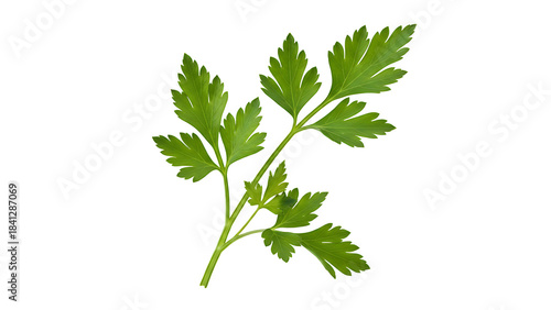 ia generated. bunch of parsley isolated on white