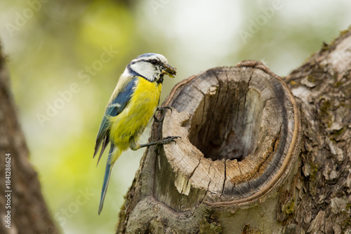 Obraz na plátně Eurasian blue tit