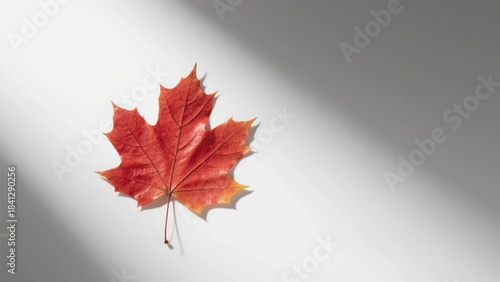 A crimson maple leaf stands against a plain backdrop; clear veins and warm hues create a quiet and vibrant atmosphere of autumn.
