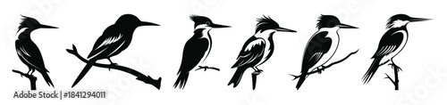 kingfisher bird silhouette set