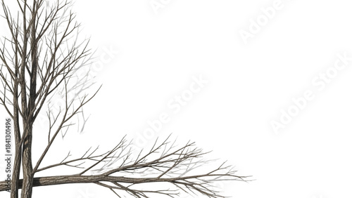 Wallpaper Mural Thin bare tree branches arranged in a natural corner frame shape, high-detail bark and shadows, white background PNG Torontodigital.ca