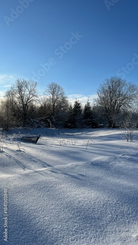 snow covered trees