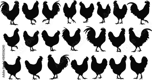 Collection of rooster and chicken silhouettes in various standing poses, farm animal illustrations perfect for agriculture, livestock design, and rural themed projects.