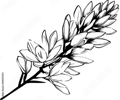 Elegant Black White Tuberose Bouquet | Clean, isolated vector art for creative projects.