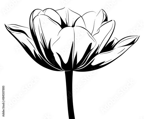 timeless beauty: single black white tulip flower bloom | Clean, isolated vector art for creative projects.