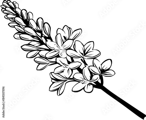 Elegant Black White Botanical Illustration Tuberose Flower Sprig | Clean, isolated vector art for creative projects.