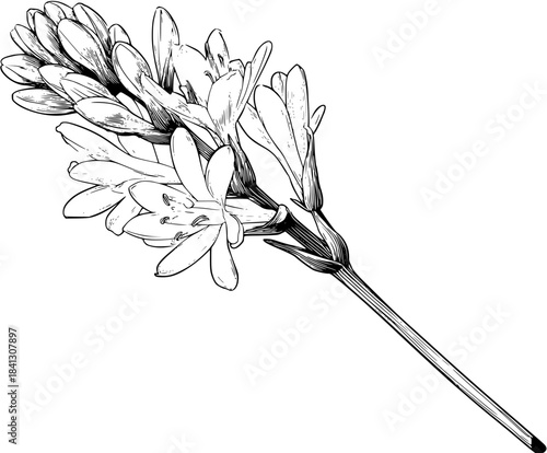 Monochromatic Artistry: Black White Bouquet | Clean, isolated vector art for creative projects.