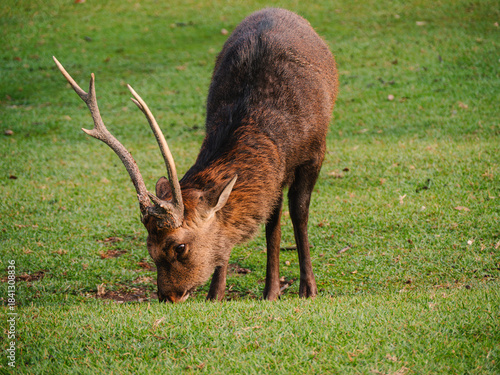 male deer grazing  in the  green grass field