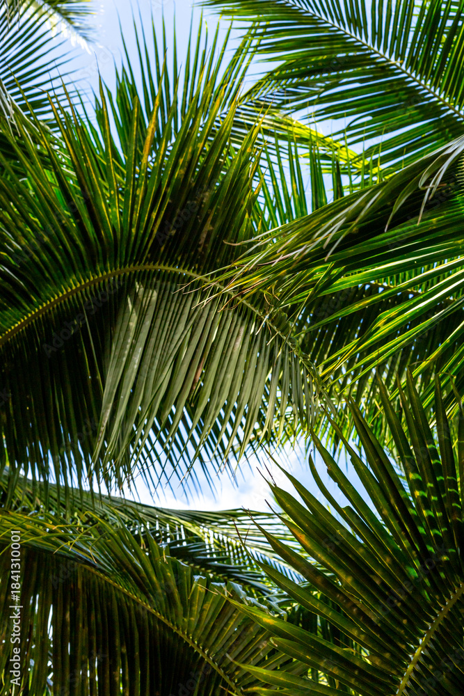 Fototapeta premium Background of green palm leaves and blue sky