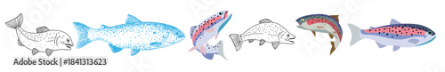 hand drawn rainbow trout vector 
