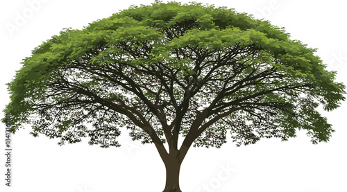 Large green tree illustration, detailed foliage canopy design, natural landscape element, botanical outdoor artwork, realistic forest tree graphic, isolated nature vector