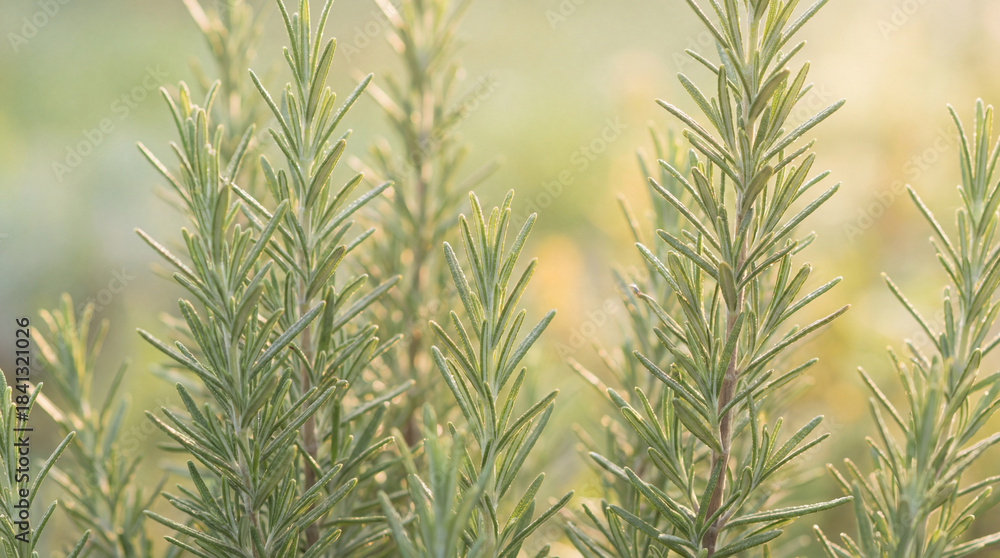 Obraz premium Fresh green rosemary herb sprigs growing in a garden with soft sunlight and gentle bokeh background in a calm natural setting