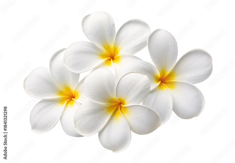 Naklejka premium Four white plumeria frangipani flowers with yellow centers clustered together arrangement, isolated on a transparent background