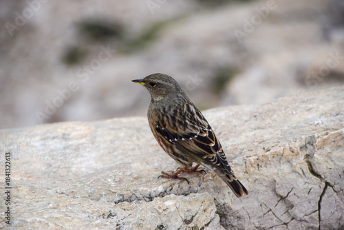An Alpine accentor bird (Latin: Prunella collaris) in Calanques National Park, South of France,.