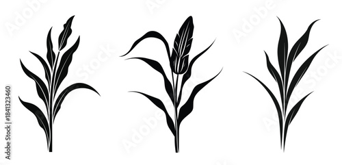 corn stalks vector silhouettes set barley grain