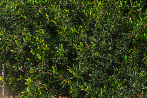 Vibrant green leaves wallpaper. Beautiful nature pattern of green leaves. Eco background. Clean environment.