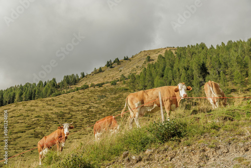 mucche al pascolo, di pomeriggio, in un ambiente naturale di montagna in estate, in Italia