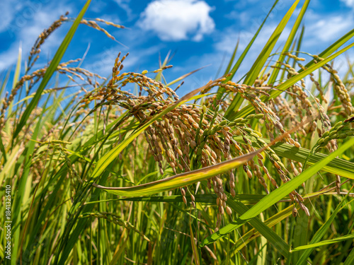 rice field in the wind