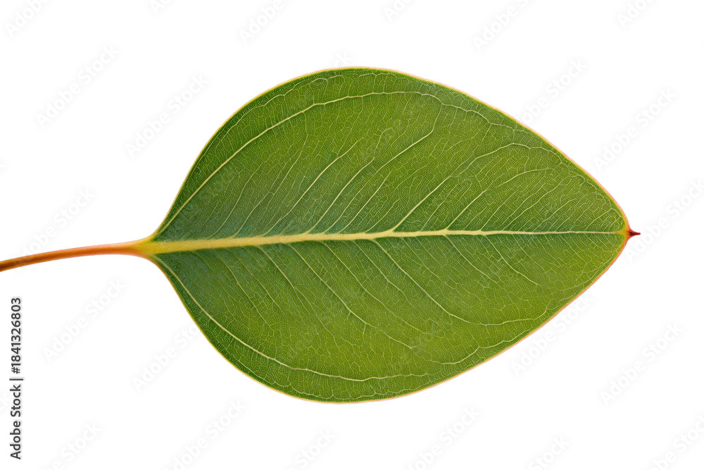 Obraz premium A close-up view of a green eucalyptus leaf with visible veins