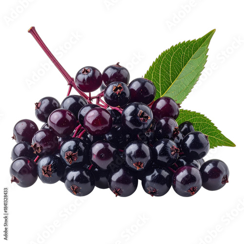A close-up of a cluster of ripe elderberries with attached leaves against a black background.
