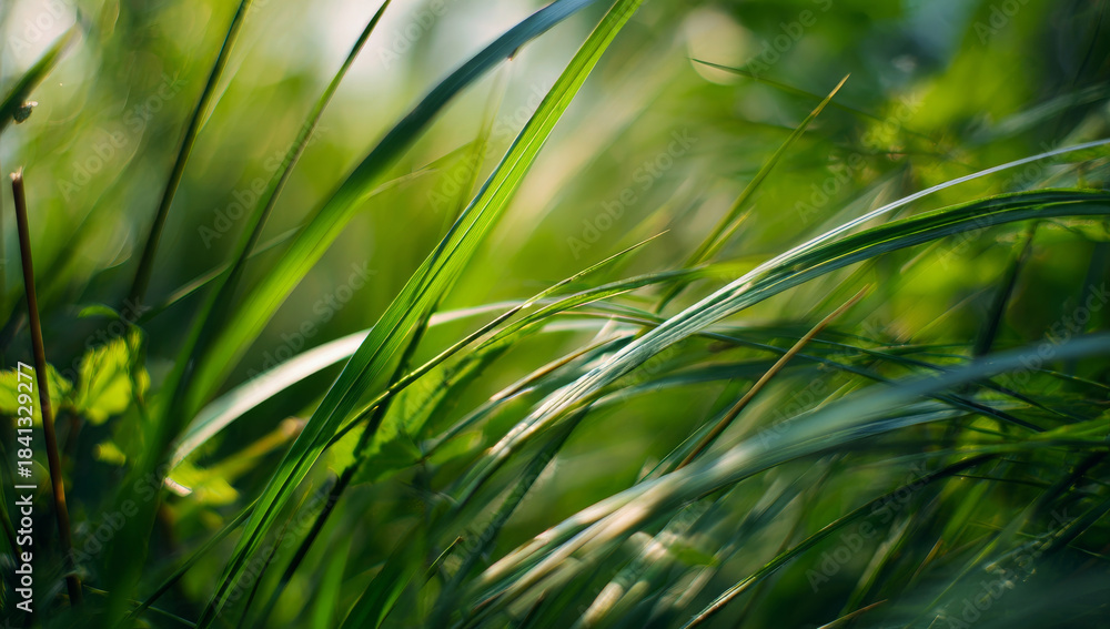 Naklejka premium Vibrant green grass blades with blurred background, capturing sunlight and natural textures for nature's beauty.