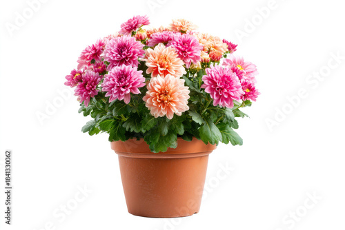 Wallpaper Mural Vibrant pink and soft peach dahlia flowers with lush green foliage in a classic terracotta clay plant showcasing detailed petals and natural texture Torontodigital.ca