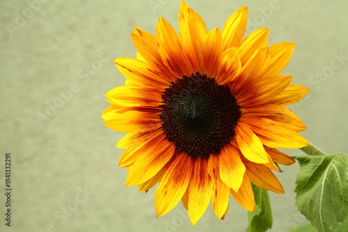 Vibrant orange sunflower head with bright petals in soft light
