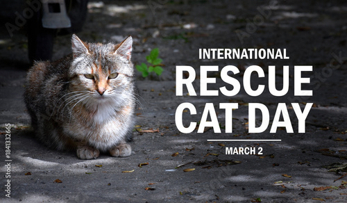 Schilderij op canvas International Rescue Cat Day poster stock photo images