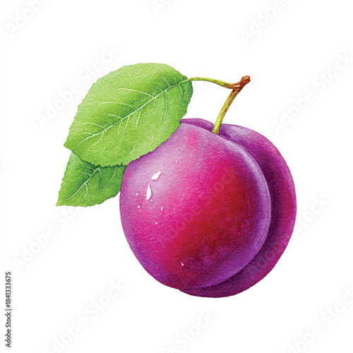 Vibrant Watercolor Plum Illustration with Fresh Green Leaves