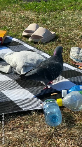 Pigeon foraging on a picnic blanket, surrounded by towels and snacks, showcasing a playful scene with camera movement zooming in on the bird's actions