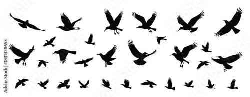 Collection of black bird silhouettes in flight flying