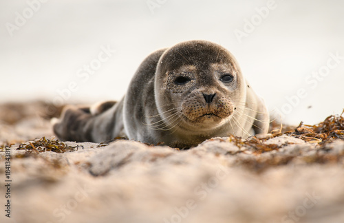 Fototapeta Naklejka Na Ścianę i Meble -  Seal on the beach on the Baltic Sea