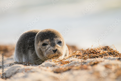 Fototapeta Naklejka Na Ścianę i Meble -  Seal on the beach on the Baltic Sea