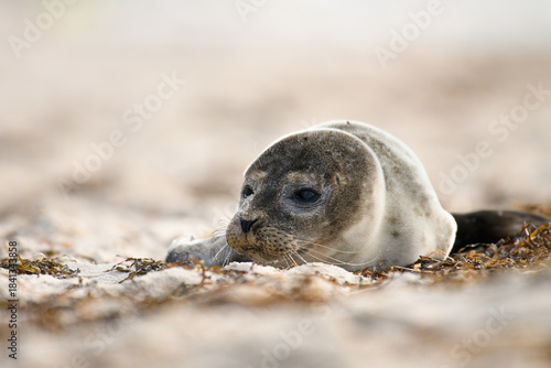 Fototapeta Naklejka Na Ścianę i Meble -  Seal on the beach on the Baltic Sea