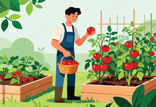 Gardener harvesting ripe red tomatoes from raised beds, carrying a basket full