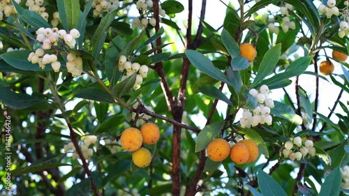 Close-up footage of an Arbutus unedo, commonly known as the Strawberry Tree, swaying gently in the breeze on a sunny day