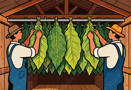 Two farmers hanging tobacco leaves to dry in a wooden barn