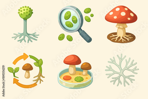 Fungi and bacteria: microscopic exploration and growth cycle