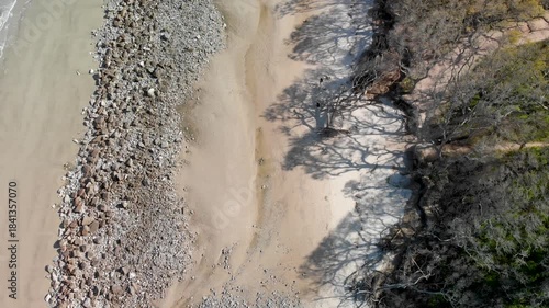 Overhead aerial view of Jekyll Island bare tree trunks, Georgia