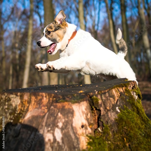 Playful puppy leaps onto tree stump in sunny forest