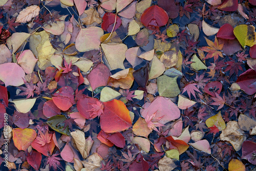 水に浮いた秋の枯葉